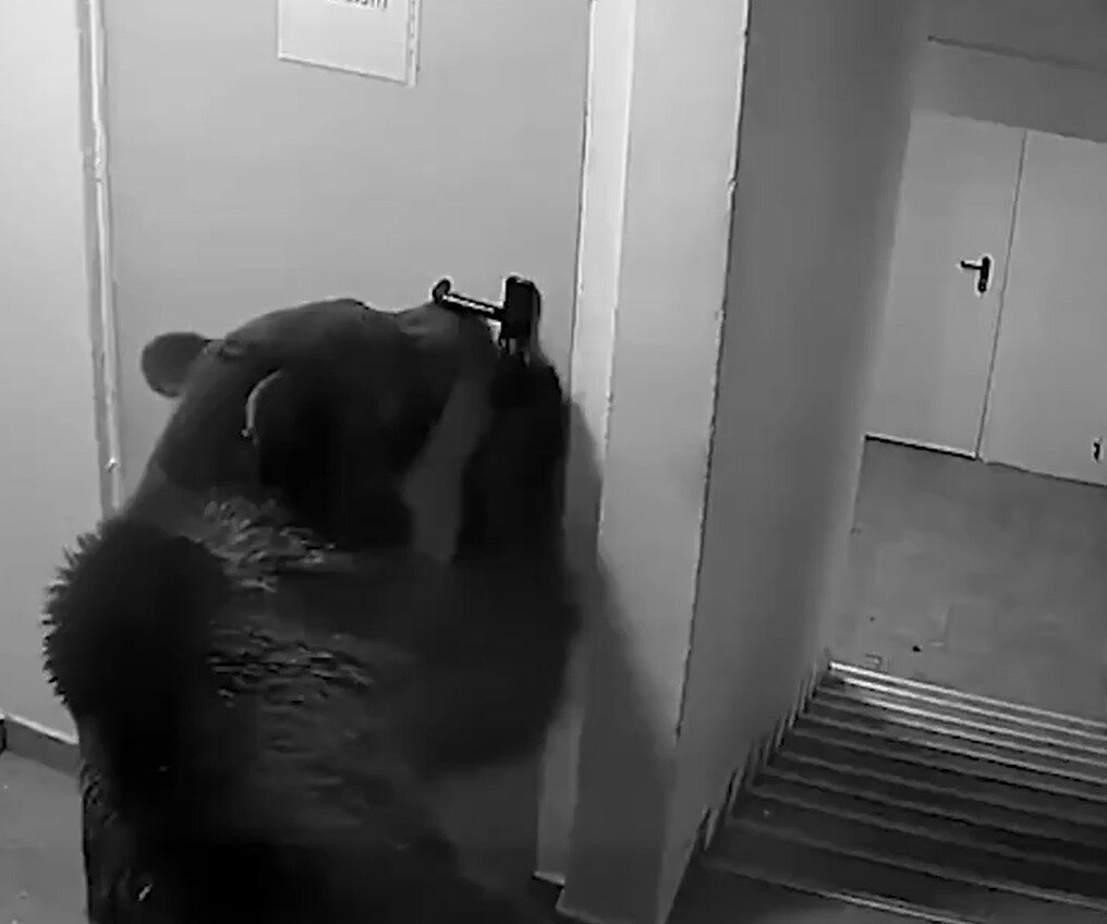 Viešbutyje Rumunijoje kilo panika: pro duris įsibrovė meška