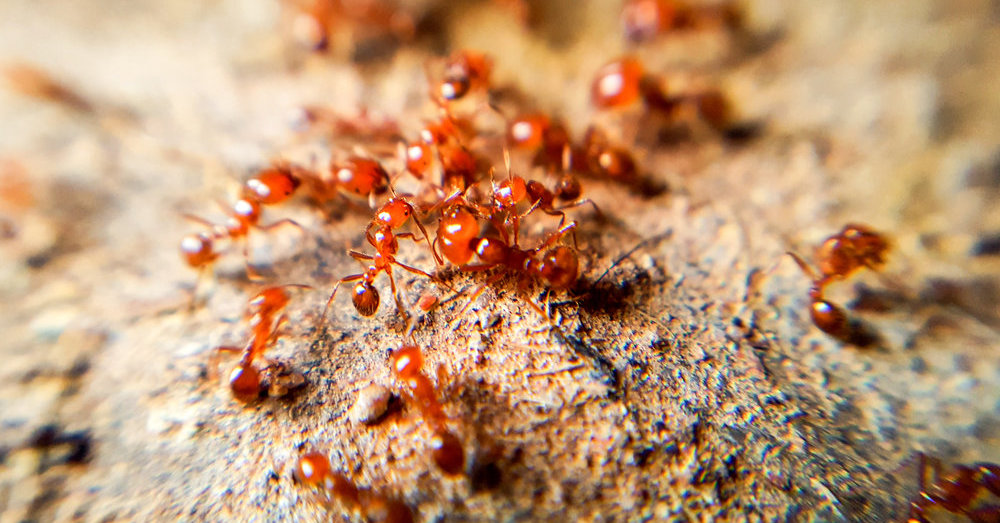 Tapu tapu: le formiche del fuoco sono state avvistate per la prima volta in Europa ed è una pessima notizia |  Azienda