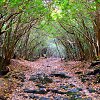 Aokigahara mi&scaron;kas