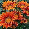 Gazanija