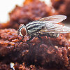 Musė ant torto