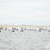 Regata