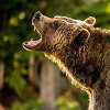 Grizlis