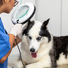 Veterinaras apžiūri haskį 