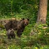 Rudoji me&scaron;ka ir jauniklis (asociatyvinė nuotr.)