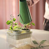 Augalai namuose