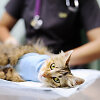 Katė pas gydytoją veterinarą