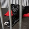 &bdquo;Pet Rescue Finland&ldquo; padeda rasti namus Suomijoje prieglaudų &scaron;unims i&scaron; Lietuvos