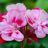 Pelargonijos