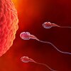 Spermatozoidai