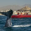 Kabosas (Los Cabos), Meksika