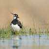Paprastoji pempė (Vanellus vanellus)
