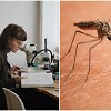Kristina Valavičiūtė-Pocienė / Paprastasis uodas