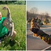 A. Katkus su gervės jaunikliu ir mažuoju apuoku
