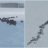 Kėdainių r. &ndash; stumbrų kelionė per sniego laukus