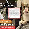 Ie&scaron;komas dingęs katinas Dyzelis