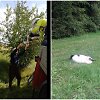 I&scaron;gelbėtas tėvų netekęs gadriukas