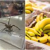 Prekybos centro bananuose rado mirtinai pavojingą vorą