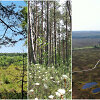 Pelkės, kurias kviečia aplankyti mi&scaron;kininkai