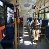 Klaipėdos autobusai