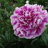 Paeonia lactiflora (Puikusis bijūnas) hibridų veislės