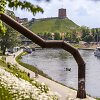 Neries pakrantėje pražydo baltos gėlės