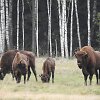 Stėgalių stumbrynas