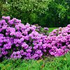 Rododendrai