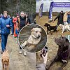 Labradorų ėjimas Labanoro girioje 2025