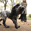Dėl aik&scaron;telių trūkumo &scaron;unų savininkai priversti vedžioti augintinius draudžiamose vietose.