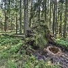 Margupio botaniniame draustinyje
