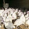 Leono Rutkausko kalakutų ūkis