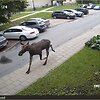 Briedis Vilniaus Tuskulėnų gatvėje