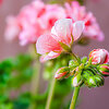 Pelargonijos