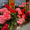 Pelargonijos