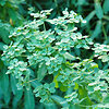 Daržinė, baltagyslė karpažolė (Euphorbia peplus)