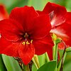 Amarilis