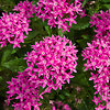 Egipto žvaigždė (Pentas lanceolata)