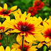 Rudbekija