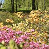 Rododendrų žydėjimas VDU Botanikos sode
