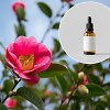 Camelia oil