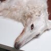 Yuki 