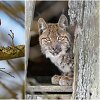 Nuotraukos i&scaron; Marius Čepulio knygos &bdquo;Metai. Gamtos fotografo dienora&scaron;tis&ldquo;