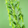 Kiau&scaron;ininė dviguonė (lot. Listera ovata)