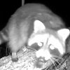 Kur&scaron;ių nerijoje &ndash; tikras me&scaron;kėnų vajus
