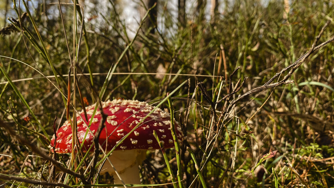 Musmirė