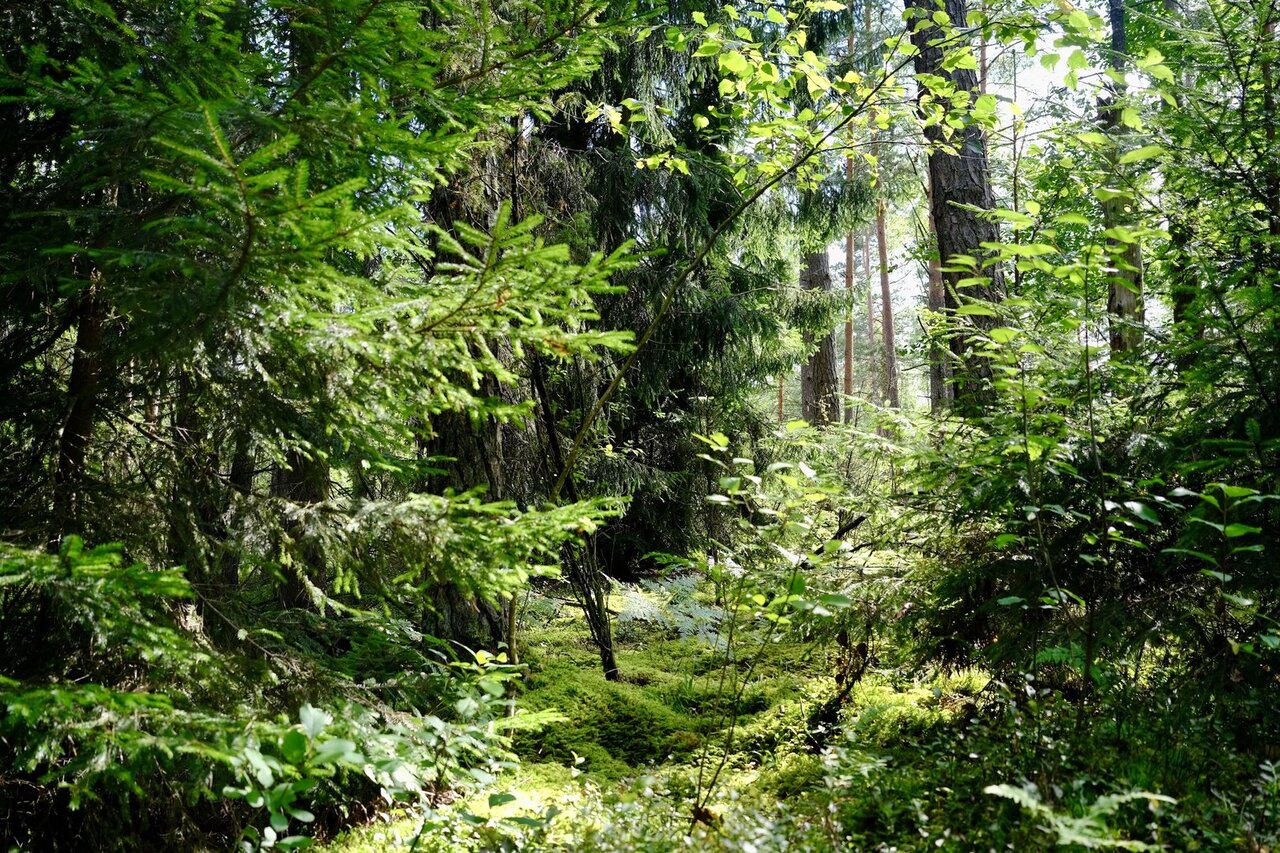 Taromatuose paaukotos lėšos padės išsaugoti 22 hektarus Dzūkijos pušyno
