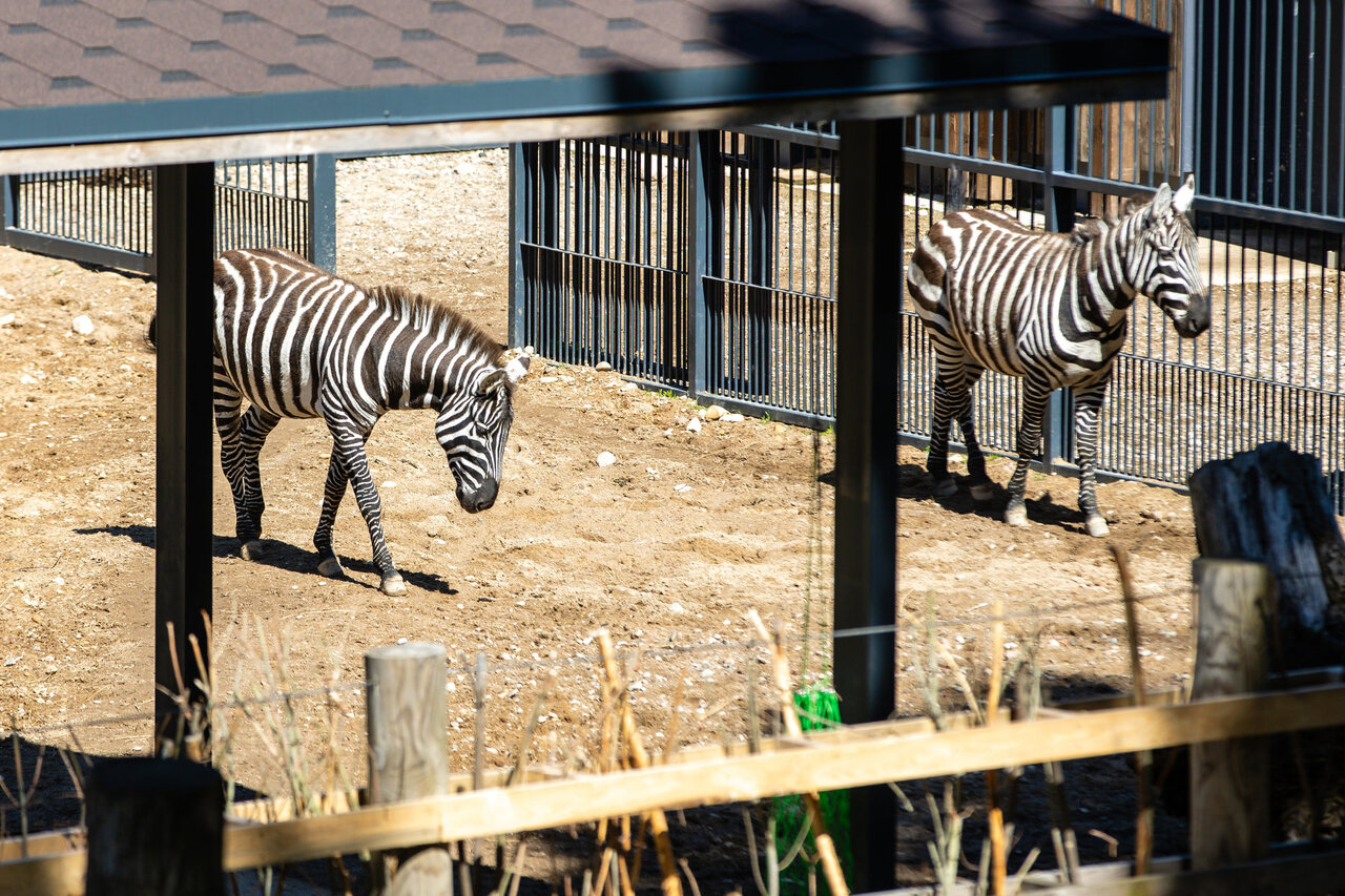The Lithuanian Zoo again became a full member of the European Association of Zoos and Aquariums