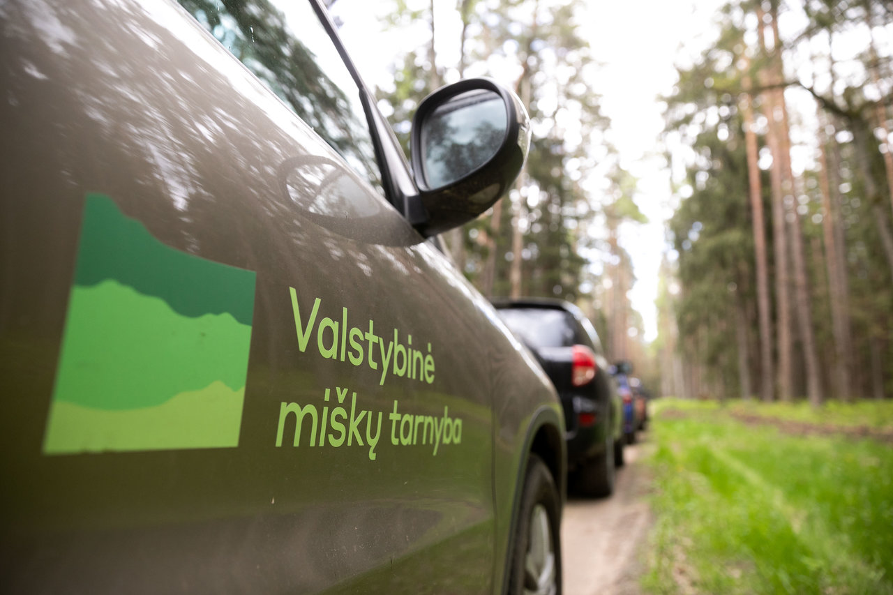 Vilniaus rajone dėl žievėgraužio tipografo pažeistų miškų skelbiama stichinė nelaimė