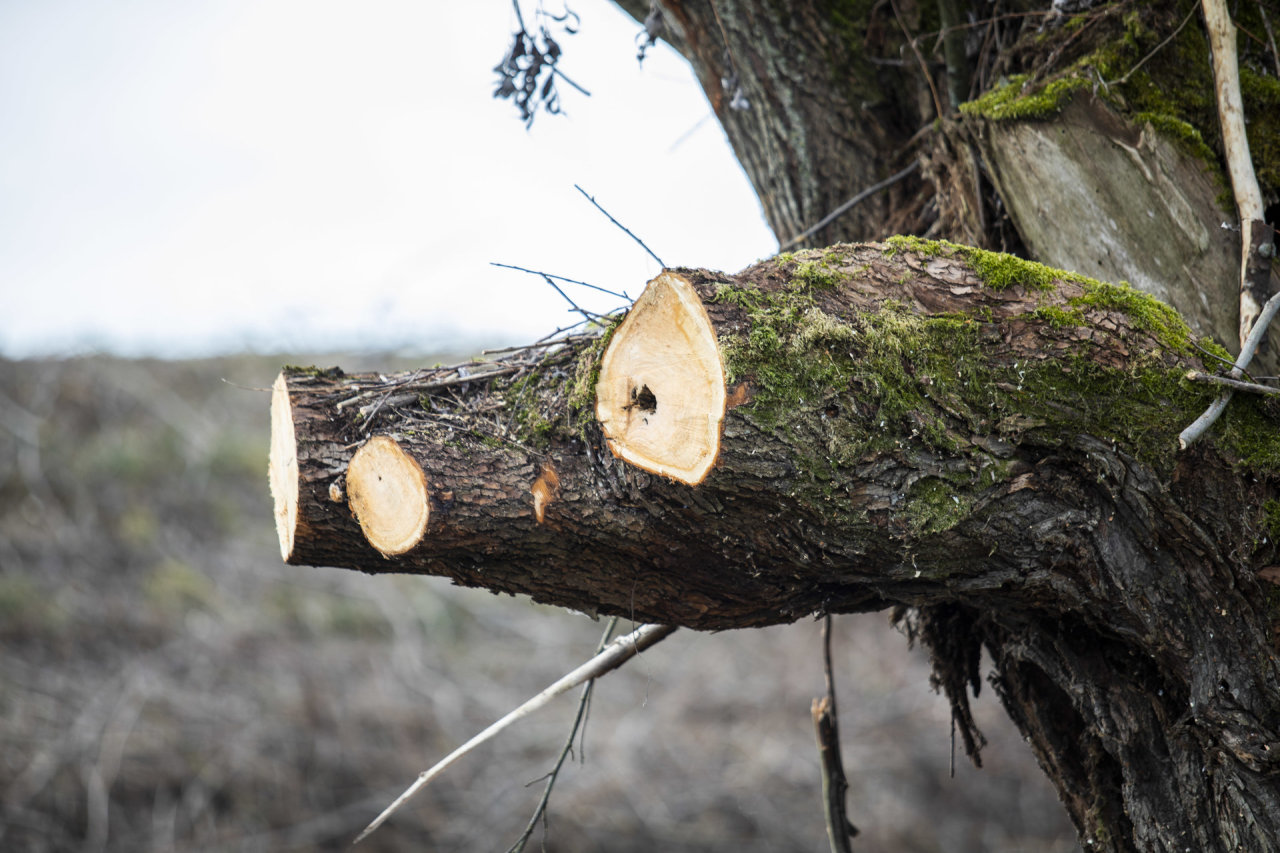 Vilniaus rajone krentantis nupjautas medis sužalojo berniuką